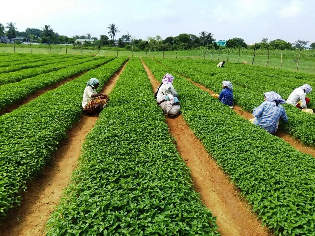 Farmers working in green crop rows