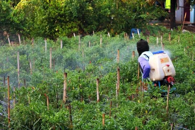 Rainforest Alliance farming field